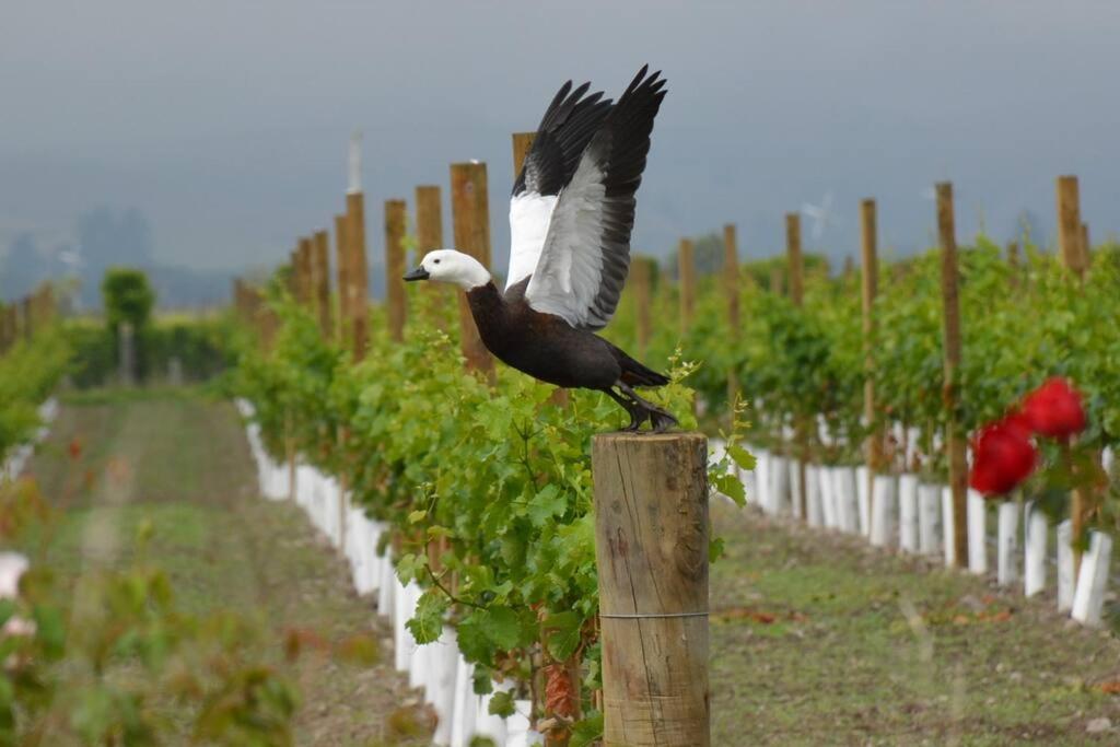 Ddog Vineyard & Bnb Renwick ภายนอก รูปภาพ