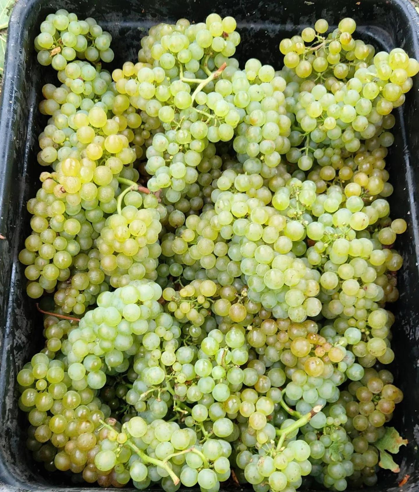 Ddog Vineyard & Bnb Renwick ภายนอก รูปภาพ