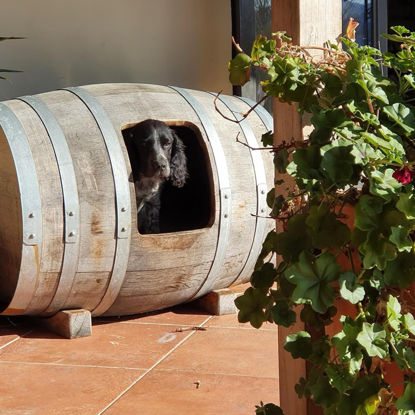 Ddog Vineyard & Bnb Renwick ภายนอก รูปภาพ
