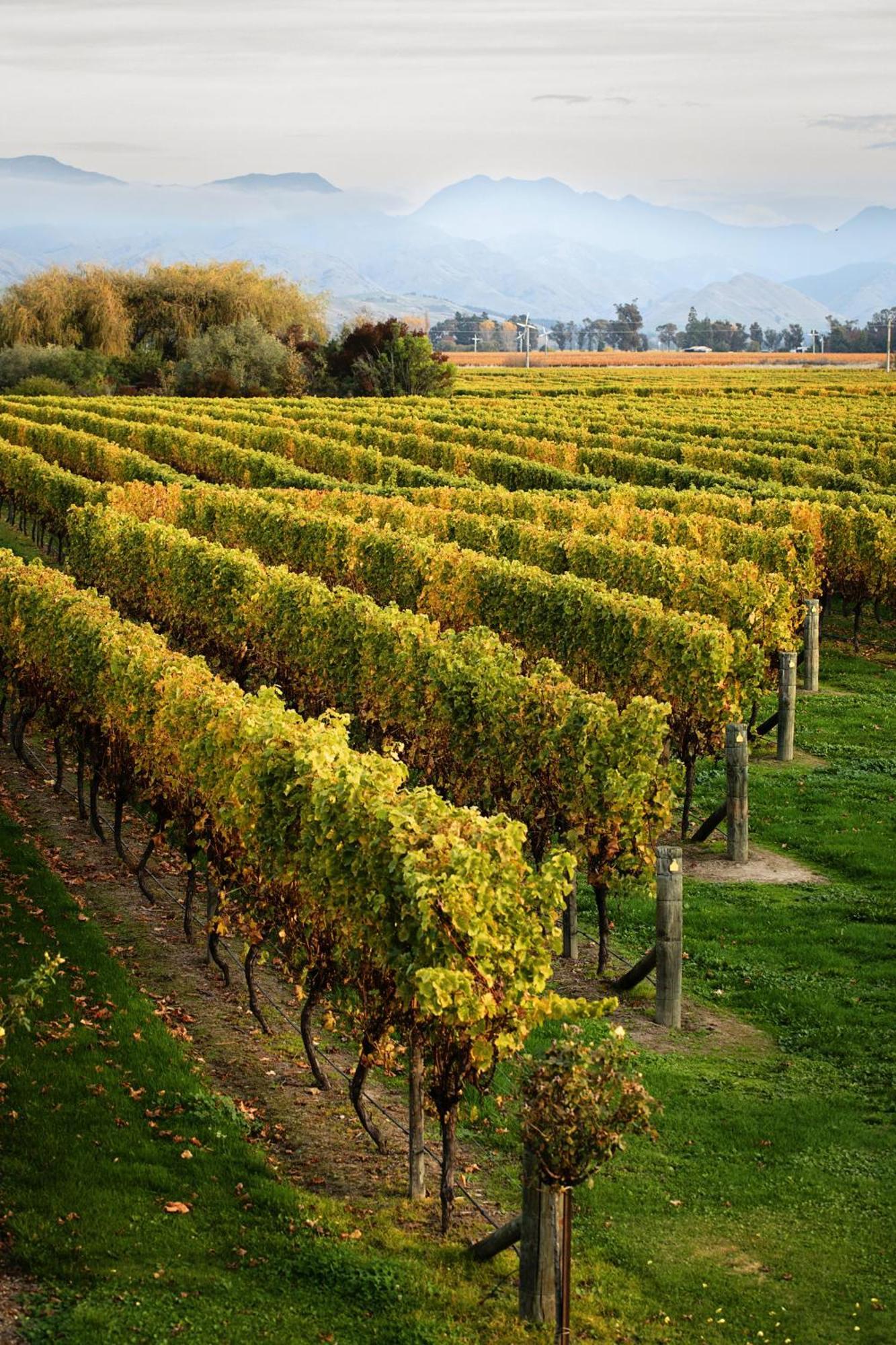 Ddog Vineyard & Bnb Renwick ภายนอก รูปภาพ